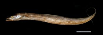 Media type: image;   Ichthyology 169429 Aspect: lateral,description
